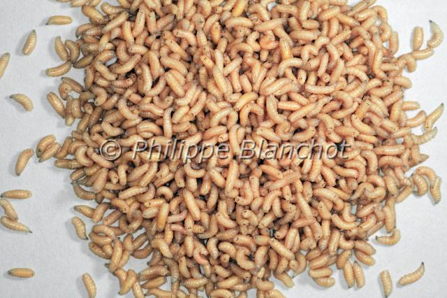 asticots calliphoraridae 2.JPG - Asticots de mouche bleueBlowfly maggotsCalliphora vomitoriaDiptera, CalliphoridaeFrance